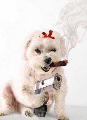 le chien